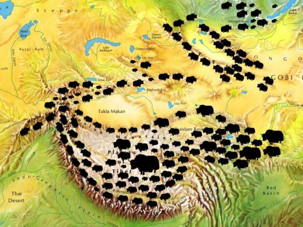 The distribution of yak