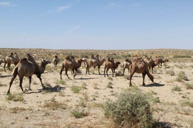 Aral Sea